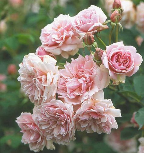 Rosa 'Felicia' (Hybrid Musk Rose) Deadheading Roses, Musk Rose, Heritage Rose, Fragrant Roses, Fragrant Garden, Rose Care, Sea Holly, Shrub Roses, David Austin Roses