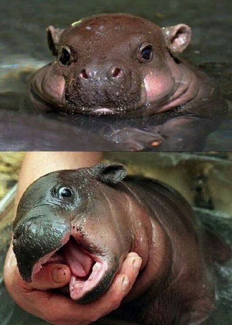 Baby Hippopotamus, Baby Animals Pictures, Baby Animals Funny, Cute Animal Photos, Hippopotamus, Cute Animal Pictures, Cute Creatures, Cute Little Animals, 귀여운 동물