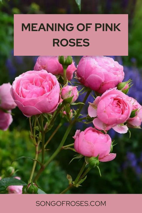 Finding the meaning behind pink roses can be a deep and complex subject. You would be surprised how many hidden meanings there are just with pink roses alone. Click on the pin to learn more about the meaning of pink roses. Meaning Of Roses, La Vie En Rose Aesthetic, Pink Rose Meaning, Rose Spiritual Meaning, Rose Color Symbolism, Poem About Roses, Rose Meaning, White And Pink Roses, Friendship Symbols