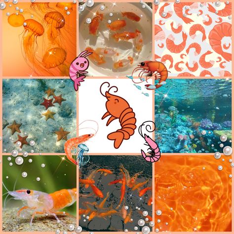 shrimp shrimpie moodboard aesthetic orange blue aqua Fishcore Aesthetic, Spring Moodboard Aesthetic, Fish Moodboard, Fish Mood Board, Sea Life Mood Board, Sea Moodboard, Ocean Aesthetic Moodboard, Ocean Moodboard, Pretty Fish Aesthetic