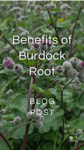 Benefits of Burdock Root — Zhi Herbals Burdock Root Benefits, Burdock Tea, Burdock Root Tea, Dandelion And Burdock, Edible Weeds, Edible Wild Plants, Burdock Root, Healing Plants, Herbal Magic