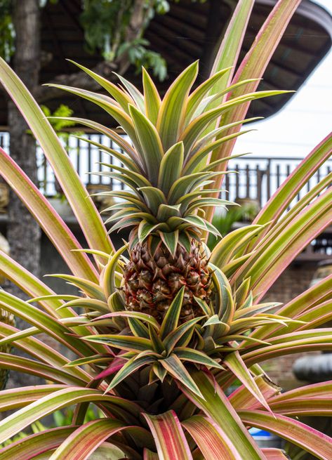 Pinapple Tree, Pineapple Tree, Pineapple Photography, Pineapple Plant, 2024 Manifestation, Food Watercolor, Growing Pineapple, Pineapple Flowers, Pineapple Planting