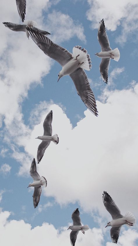 Albatross Wallpaper Aesthetic, Birds Flying Wallpaper, Albatross Wallpaper, Seagull Wallpaper, Birds In The Sky, Iphone Lockscreen Wallpaper, Minimalist Wallpaper, Bird Photography, Sky Aesthetic