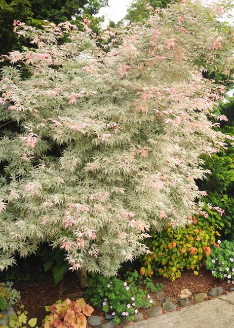 Japanese Maple Christmas Lights, Cloud Japanese, Maple Leaf Images, Japanese Maple Garden, Redbud Tree, Japanese Maples, Japanese Maple Tree, Acer Palmatum, Garden Shrubs