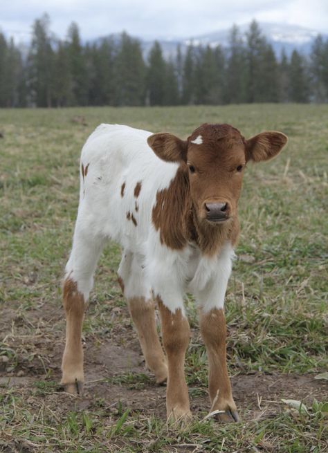 Farm Life Aesthetic, Longhorn Calf, Pet Aesthetic, Farm Animal Paintings, Cows Farm, Miniature Cows, Pet Cows, Farm Animals Decor, Farm Animal Crafts