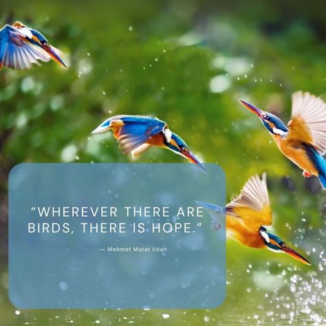 bird quote hope Birds Chirping Quotes, Birds Quotes, Fantasy Birds, Quote Hope, Feeding Birds, Birds Chirping, Bird Types, Bird Quotes, Bird Migration