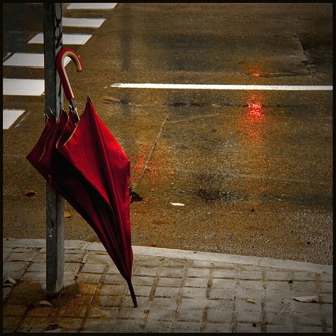 Red Red Brolly, Umbrella Photography, Umbrella Photo, Ivy House, Umbrella Art, Red Umbrella, Under My Umbrella, Focus Photography, Walking In The Rain