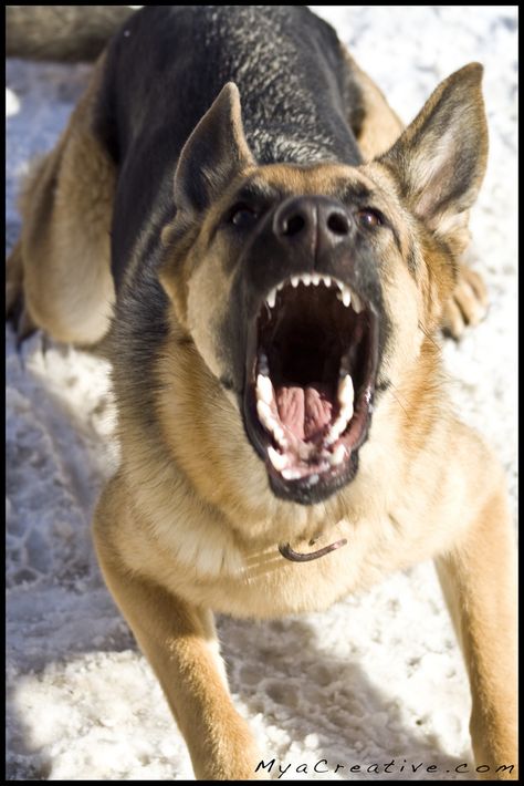 Mya! "SPEAK!" by Jeremy Cliff.  German Shepherd barking. Dog Barking Reference, Aggressive German Shepherd, German Shepherd Barking, Paint Reference, Dogs Barking, German Sheperd Dogs, Dog Bark, Angry Dog, Barking Dog