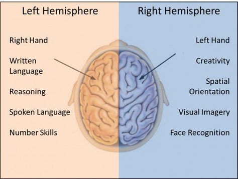 Brain Anatomy And Function, Good Brain Food, What The Fact, Psychology Notes, Self Education, Montessori Lessons, Cognitive Functions, Biology Facts, Brain Anatomy