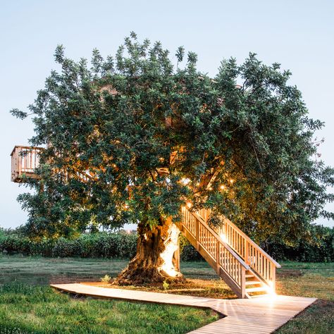 Treehouse Hotels That Won’t Kill You — by Tablet Hotels Beautiful Tree Houses, Hotels Portugal, Treehouse Hotel, Air Tent, Country Hotel, Best Boutique Hotels, Luxury Lodge, Unique Hotels, Luxury Boutique Hotel