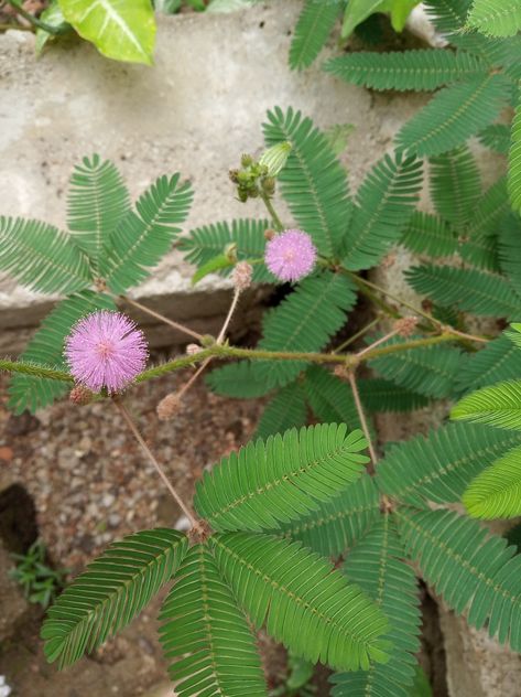 Touch Me Not Plant, Mimosa Plant, Agriculture Pictures, Mimosa Pudica, Medicinal Herbs Garden, Modern Fence Design, Sensitive Plant, Herbal Plants, Yoga Motivation