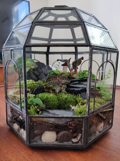 Just made this guy the other day, and Im in love! 😍 First terrarium I've ever made Large Glass Terrarium, Orchid Terrarium, Jewel Orchid, Beautiful Terrariums, Tiny Garden, Mini Terrarium, Terrarium Diy, Garden Terrarium, Vivarium