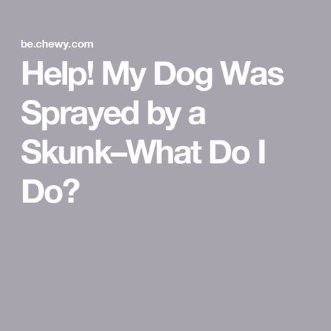 Dog Wash For Skunk Spray, Get Skunk Smell Off Dog, Skunk Smell Remover, Dog Got Sprayed By Skunk, Skunk Spray, Dog Sprayed By Skunk, Skunk Smell, Coconut Oil Mask, Dog Spray