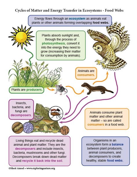 Cycles of Matter and Energy Transfer in Ecosystems (6-8 Grade NGSS) Rainforest Food Web, Ecosystems Projects, Food Webs, Nature Lessons, Multiple Choice Test, Ocean Ecosystem, Performance Tasks, Critical Thinking Activities, Human Body Anatomy