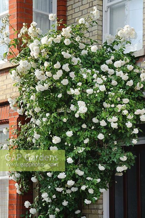 Rosa 'Climbing Iceberg' Purple Climbing Roses, Iceberg Climbing Rose, Rice Image, Climbing Roses Trellis, Rose Plant Care, Rose Trellis, Rose Rise, Climbing Rose, Plant Photography