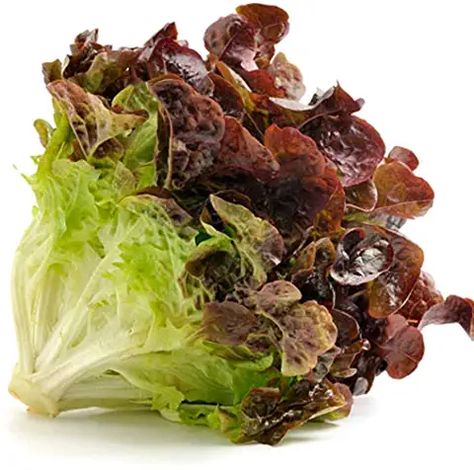 Amazon.com: red sails lettuce Red Lettuce, Types Of Lettuce, Red Leaf Lettuce, Leaf Lettuce, Lettuce Seeds, Jasmine Plant, Chinese Money Plant, Seed Bank, Lettuce Leaves