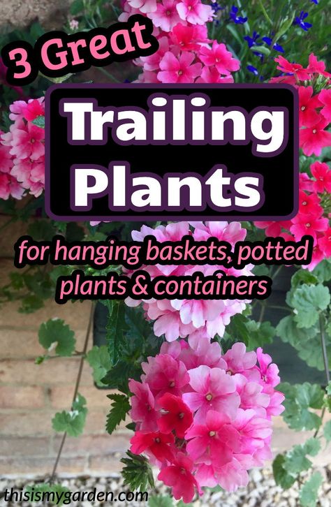 Trailing Plants For Hanging Baskets, Plants For Container Gardening, Thriller Flowers For Pots, Trailing Plants Outdoor Container, Patio Plants Decor, Diy Hanging Flower Baskets, Perennial Hanging Baskets, Diy Hanging Baskets Flowers, Container Flower Ideas