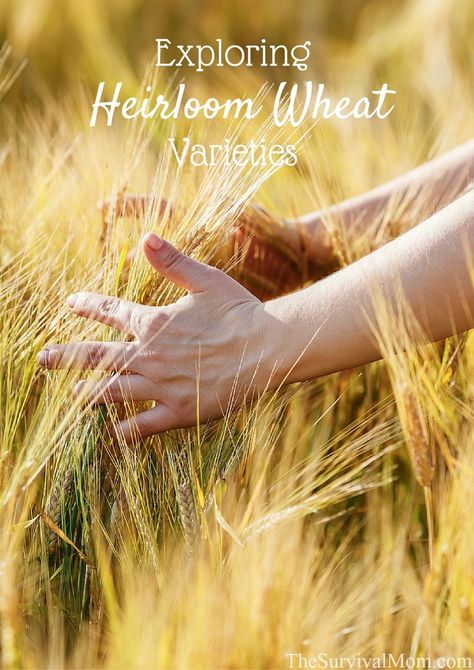 Wheat is a big thing in the prepper community. Explore some heirloom wheat varieties and see how they compare to modern varieties. Prepper Community, Growing Wheat, Emergency Food Storage, Edible Landscaping, Seed Saving, Food Forest, Garden Guide, Big Thing, Survival Prepping