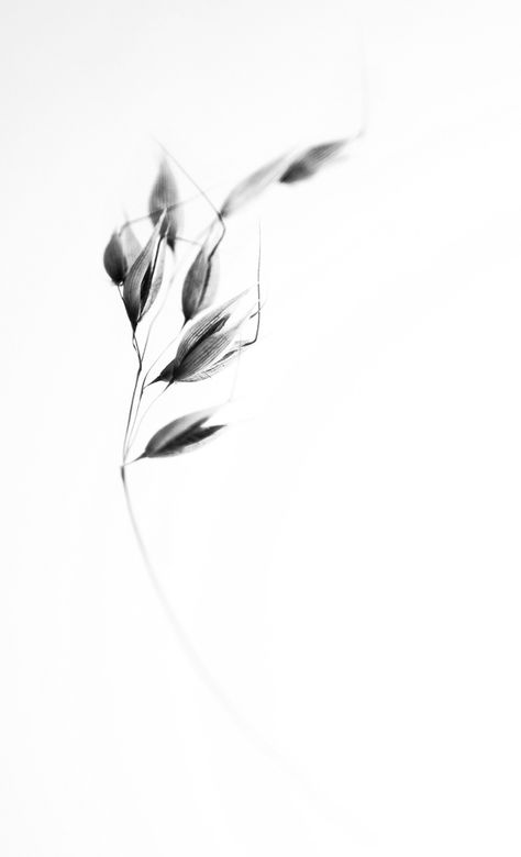 High Key Photo, High Key Photography, Flowers Black And White, White Page, Black And White Images, High Key, Flowers Black, Trendy Flowers, Black And White Wallpaper