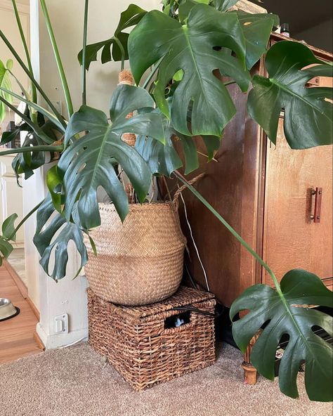 Large house plant in wicker basket. Large Palm In Basket, Plant In Wicker Basket Living Rooms, Plant In Wicker Basket, Bohemian Basket-shaped Bucket Bag For Shopping, Woven Basket-shaped Bucket Bag For Shopping, Large Wicker Basket, Eclectic Style Decor, Kitchen Table Centerpiece, Antique Picture Frames