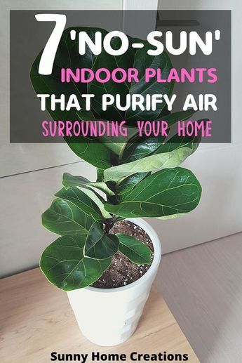 Air Cleaning House Plants, Air Filtering Plants, Inside House Plants, Indoor Plants Clean Air, Best House Plants, Best Plants For Bedroom, Best Air Purifying Plants, Low Light House Plants, Indoor Plants Low Light