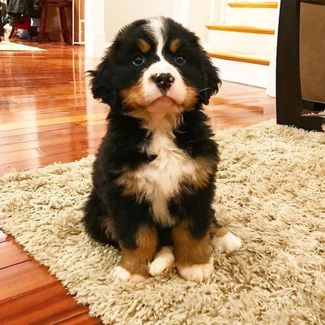 Burnese Mountain Dog, Burmese Mountain Dogs, Bernese Puppy, Dogs Tattoo, Bernese Mountain Dogs, Tattoo Thoughts, Bernese Mountain Dog Puppy, Mountain Tattoo, Mountain Dog