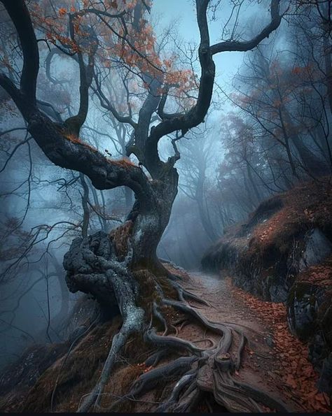 Trees With Lanterns, Horror Forest Aesthetic, Burned Down Forest, Forest Trees Aesthetic, Forest Floor Aesthetic, Haunted Forest Art, Creepy Woods Aesthetic, Dark Jungle Aesthetic, Spooky Forest Aesthetic