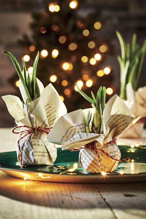 Christmas Plants, Elegant Centerpieces, Homemade Christmas Gifts, Wrapping Ideas, Plant Gifts, Homemade Christmas, Diy Holiday, Diy Christmas Gifts, Homemade Gifts