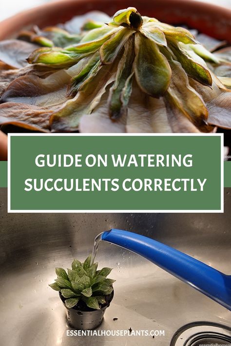 Alt text: Wilted succulent above a guide on watering succulents, with a healthy succulent being watered in a sink, representing proper plant care. Succulent Watering Guide, How Often To Water Succulents, Succulents In Water, Transplant Succulents, Watering Succulents, Pictures Of Succulents, Water Succulents, Suculent Plants, Propagate Succulents From Leaves