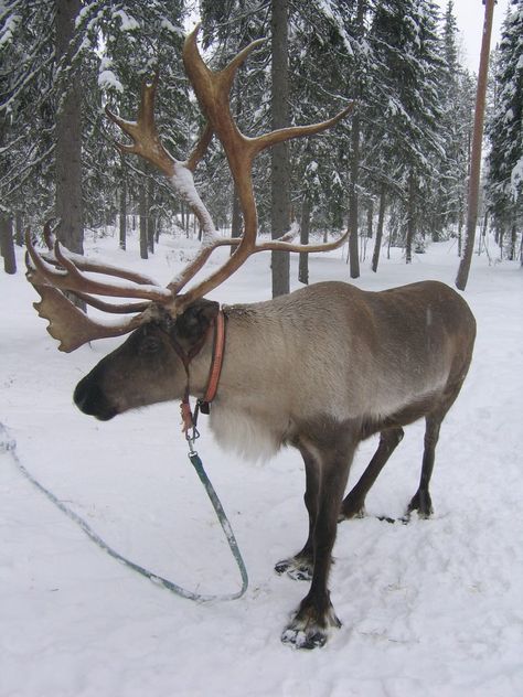 Reindeer farm - Rovaniemi, Finland | Visit to Reindeer farm … | Flickr Anna Aesthetic, Reindeer Farm, Finland Lapland, Rovaniemi Finland, Ketchikan Alaska, Santa's Reindeer, Lapland Finland, Deer Family, Architecture Art Design