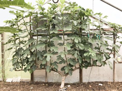 Fig Tree Espalier, Desert King Fig Tree, Fig Ideas, Espalier Fruit Trees, Fruit Tree Garden, Growing Fruit Trees, Recycled Garden, Garden Shrubs, Veg Garden