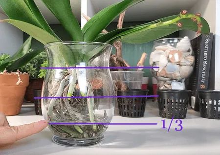 Orchid In Glass Container, Orchid In Glass Vase, Transplanting Orchids, Water Culture Orchids, Orchid Propagation, Orchid Terrarium, Phalaenopsis Orchid Care, Orchids In Water, Repotting Orchids