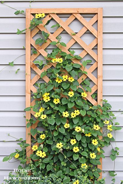 Black-eyed Susan vine - you must plant one of these in your garden this year - it's the vine that keeps going strong all summer long Black Eyed Susan Vine, Flowers Growing, Diy Trellis, Garden Vines, Garden Yard Ideas, Black Eyed Susan, Black Eyed, Flowering Vines, Garden Trellis