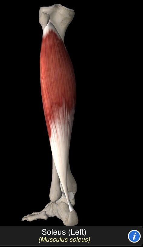 Legs Anatomy, Knee Anatomy, Soleus Muscle, Leg Reference, Leg Anatomy, Meridian Points, Foot Anatomy, Human Body Anatomy, Muscle Anatomy