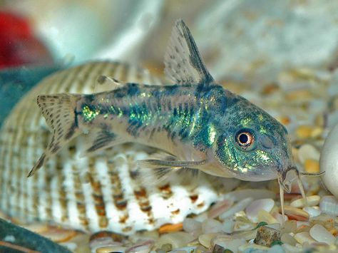 Corydoras Fish, Cory Catfish, Fish Freshwater, Tropical Fish Aquarium, Tropical Freshwater Fish, Fresh Water Fish Tank, Tropical Aquarium, Freshwater Aquarium Fish, Cool Fish