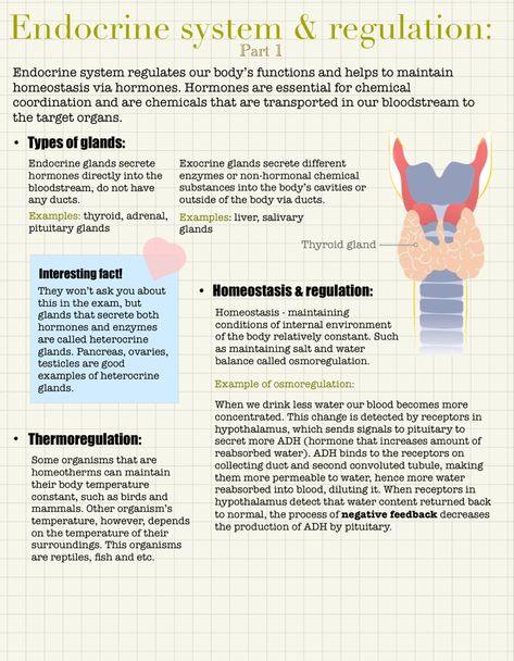 1/3 notes on Endocrine system & regulation📔 ▫️ ▫️ ▫️ #igcse #gcse #igcsebiology #endocrine #homeostasis #notes #biology Endocrine System Notes Nursing Schools, Malaria Notes, Homeostasis Biology Notes, Homeostasis Notes, Endocrine System Notes, Paramedic Study, Uni Notes, Cell Biology Notes, Notes Biology