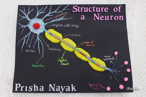 Cards ,Crafts ,Kids Projects: How to make a Neuron Model Nerve Cell Model, Neuron Model Projects, Nervous System Projects, Neuron Diagram, Neuron Model, Cell Model Project, Model Tutorial, Human Body Projects, Brain Models