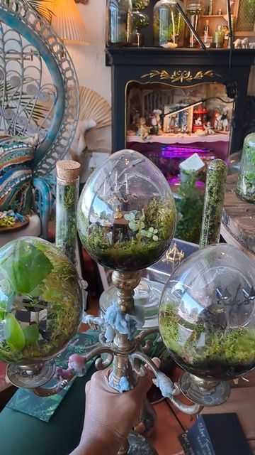 Big Terrarium Ideas, Big Terrarium, Terrarium Ideas, Moss Terrarium, Side Hustle, Terrarium