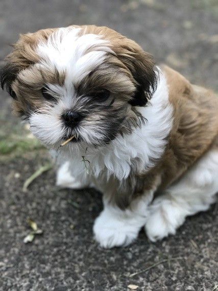 Mal-Shi (Maltese & Shih-Tzu Mix) Info, Pictures, Facts, Traits | Doggie Designer Shih Tzu Maltese Mix, Designer Dogs Breeds, Perro Shih Tzu, Maltese Shih Tzu, Maltese Mix, Designer Dogs, Shih Tzu Mix, Maltese Puppy, Shih Tzu Puppy