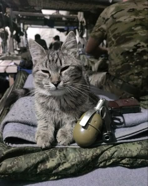 Battle Kitty, Army Cats, Men With Cats, Army Humor, Army Pics, Tactical Gear Loadout, In November, Military History, The Only Way