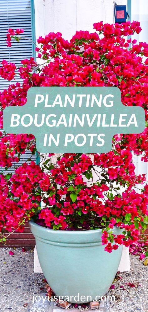 Overflowing Potted Plants, How To Mix Flowers In A Pot, Bougainvillea Front Of House, Bougainvillea Indoor Home, Potted Buganvilla, Bogavia Plant, Bougainvillea In Pots Front Doors, Flower Pots Outdoor Florida, Bougainvillea Around Pool