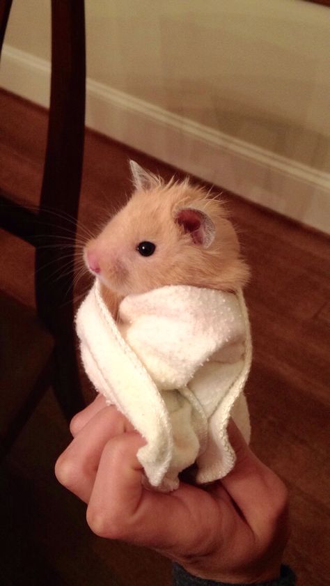 Perfect hamster/cute /blanket /adorable /animals Pet Hamster Aesthetic, Hamster Aesthetic, Pictures Of Pets, Hamster Cute, Hamster Pics, Cute Blanket, Funny Hamsters, Syrian Hamster, Hams