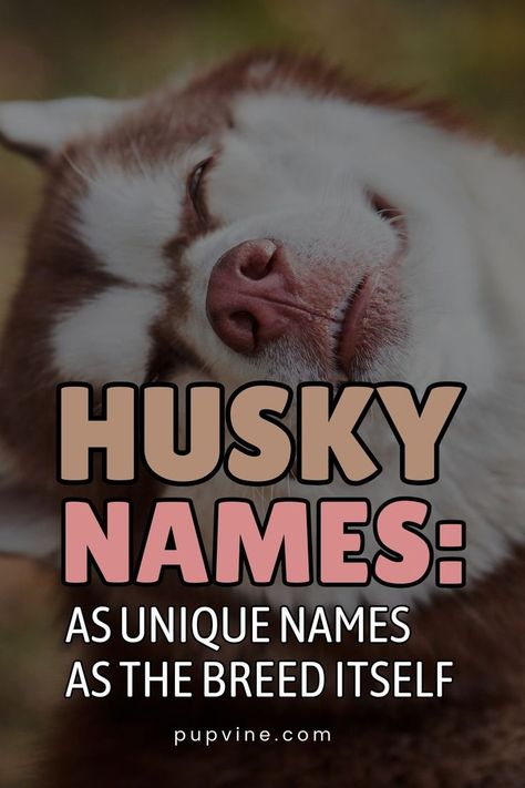 Husky Names: As Unique Names As The Breed Itself Husky Dog Names, Husky Names, Hebrew Names, A Husky, Unique Names, Husky Dogs, Cool Names, Dog Names, Husky