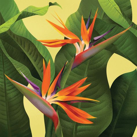 Illustrations - 2018 on Behance Bird Of Paradise Yoga, Paradise Illustration, Bird Of Paradise Tattoo, Paradise Plant, Birds Of Paradise Flower, Beautiful Flowers Photography, Bird Wallpaper, Bird Of Paradise, Animation Background