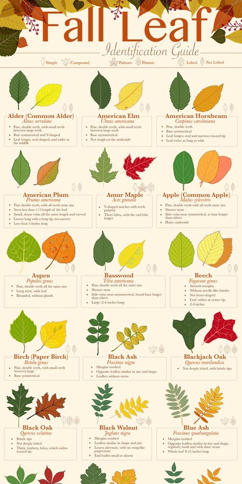 Fall Leaf Identification, Tree Leaf Identification Free Printable, Leaf Identification Chart, Tree Leaf Identification, Identifying Trees, Leaf Identification, Wild Food Foraging, Tree Id, Food Foraging