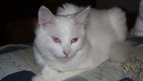 How To Tell An Albino Cat From A White Cat Albino Cat, Group Of Cats, Light Blue Eyes, Ugly Cat, Albino Animals, Cat With Blue Eyes, Cute Little Kittens, Cat Boarding, Cat Eyes