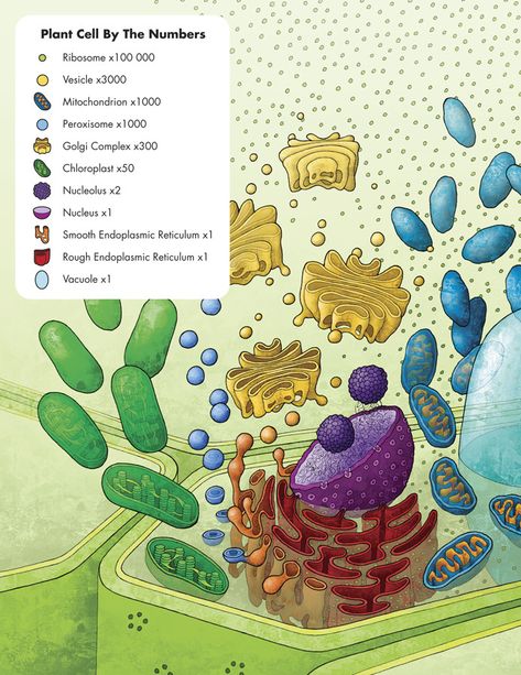 Typical Plant Cell, Photosynthesis Activities, Plant Cell Diagram, Cell Diagram, Plant Physiology, Cell Organelles, Biology Facts, Science Stickers, Biology Art