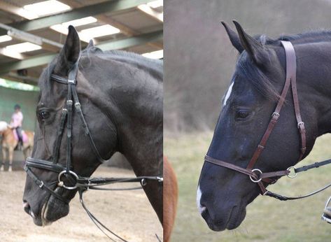 Horse Bitless Bridle, Bitless Bridle, Farm Projects, Horse Equipment, Dinosaur Costume, Equestrian Lifestyle, Bridles, Horse Stables, Good Buddy