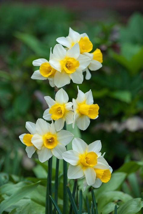 Narssicus Flower, Nargis Flower, Plants For Planters, Purple Flowers Wallpaper, Narcissus Flower, Flower Graphic Design, Yellow Daffodils, Flower Arrangements Simple, Daffodil Flower