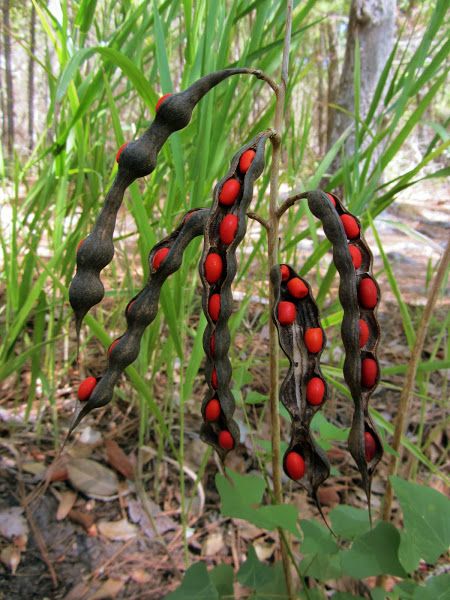 Como Plantar Pitaya, Texas Mountain Laurel, Bean Pods, Goth Garden, Weird Plants, Gothic Garden, Plant Fungus, Mountain Laurel, Unusual Plants